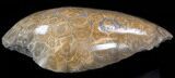 Polished Fossil Coral Head - Morocco #35351-2